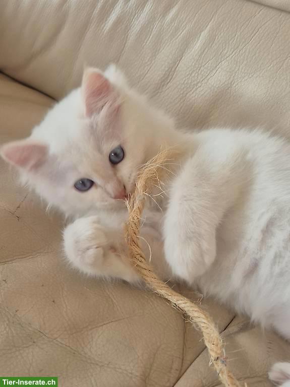 Bild 3: Reinrassige Heilige Birma Kitten zu verkaufen