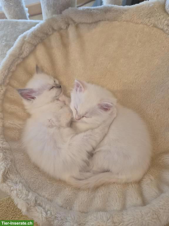 Bild 4: Reinrassige Heilige Birma Kitten zu verkaufen