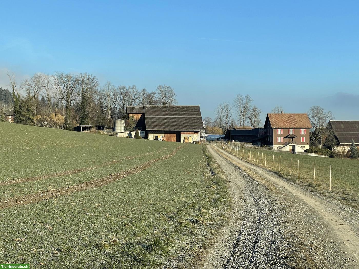 Zu vermieten: 8'392 m² | 6.5 EFH Zimmer | 4 Pferde-Auslaufboxen uvm
