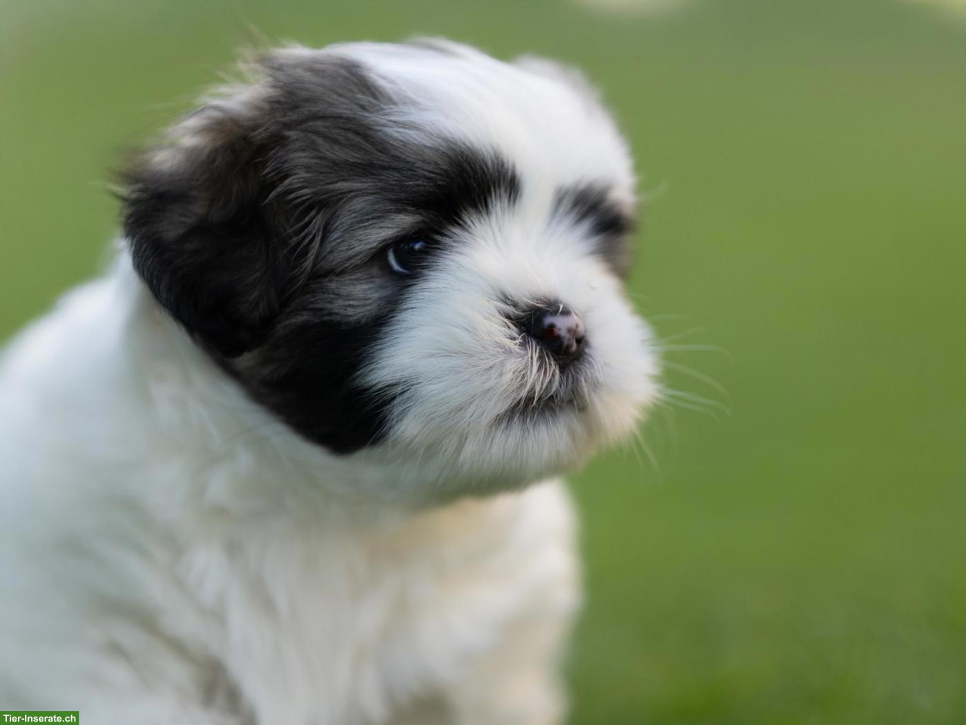 Lhasa Apso Welpen mit Ahnentafel