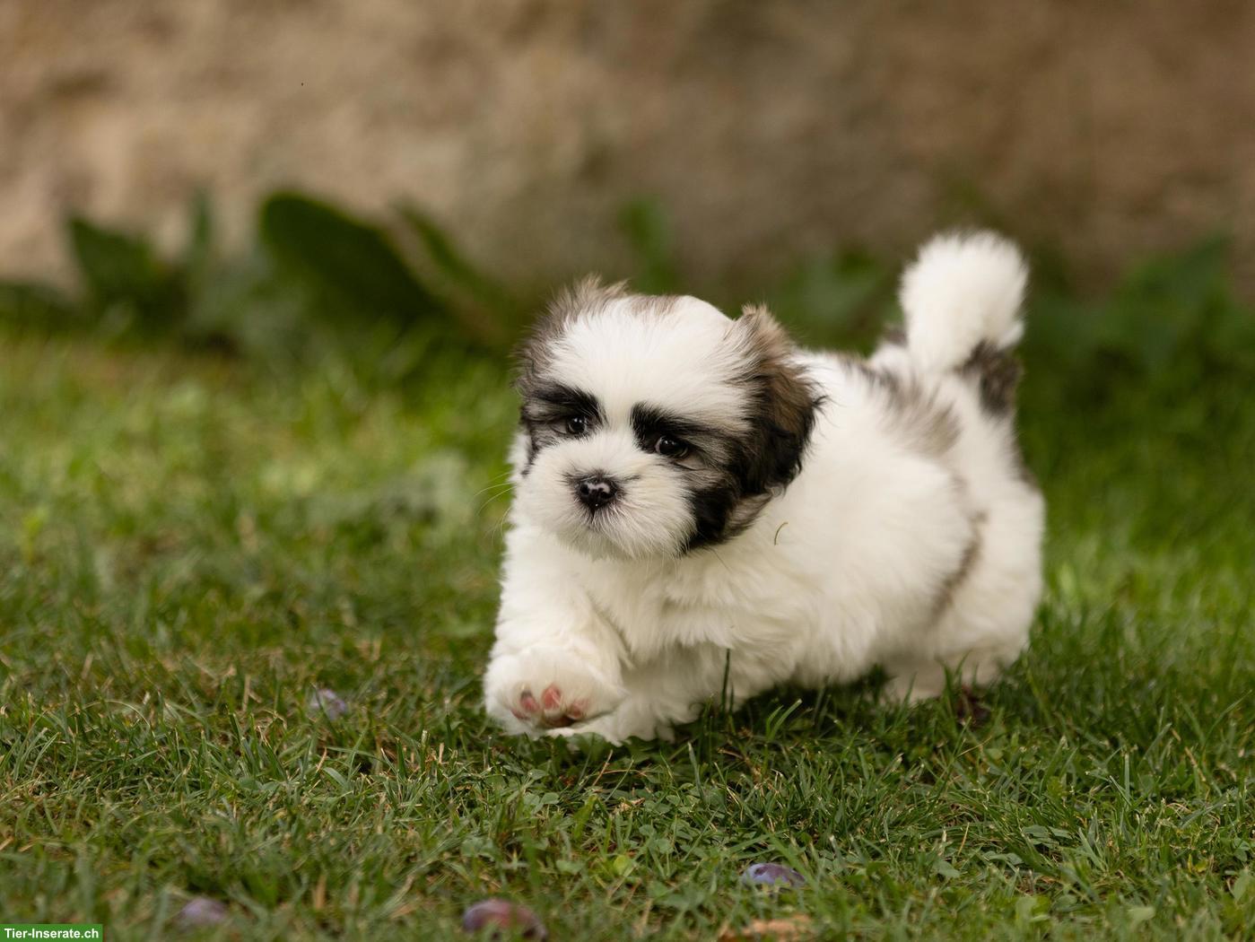 Bild 2: Lhasa Apso Welpen mit Ahnentafel