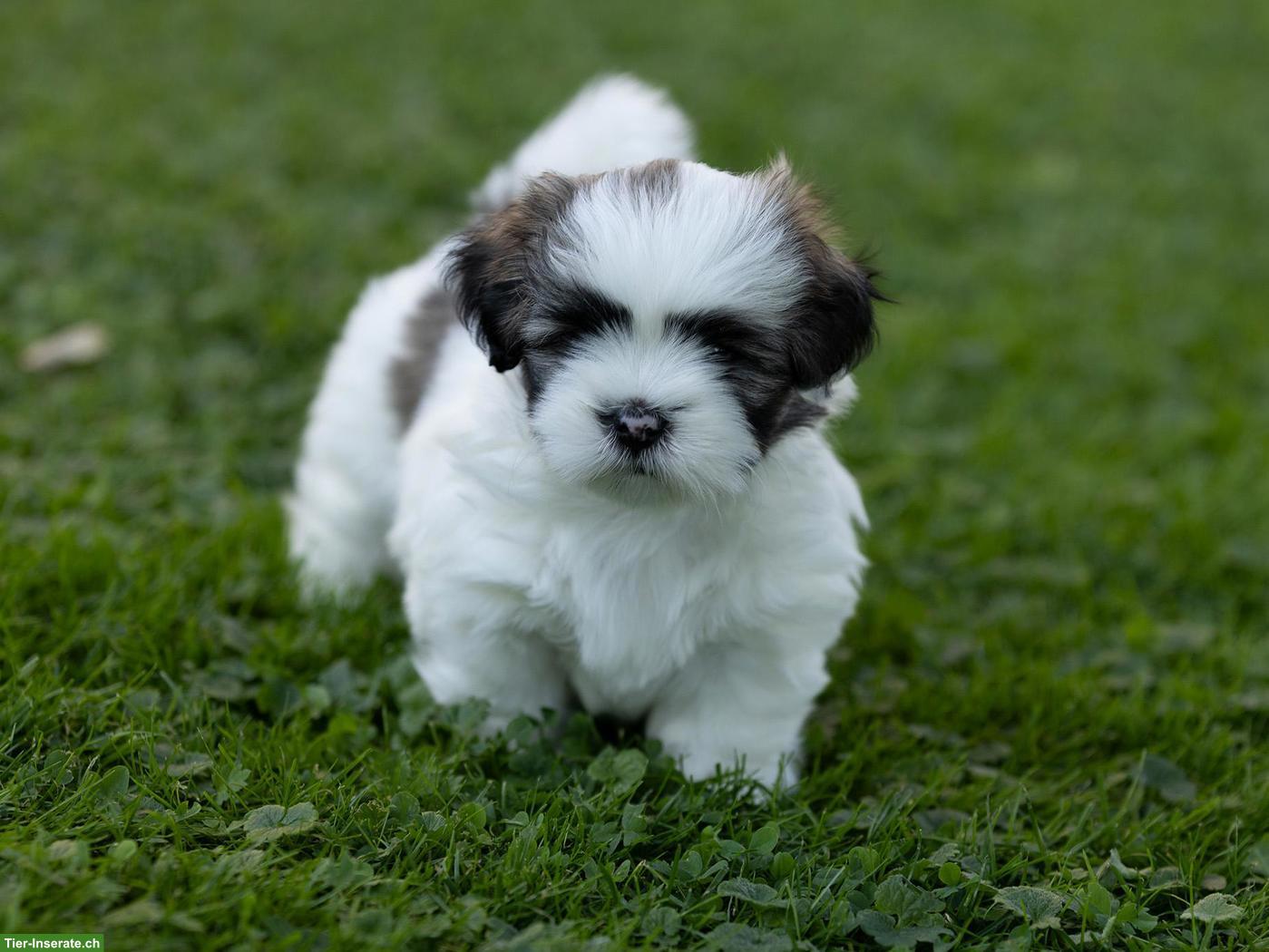 Bild 3: Lhasa Apso Welpen mit Ahnentafel