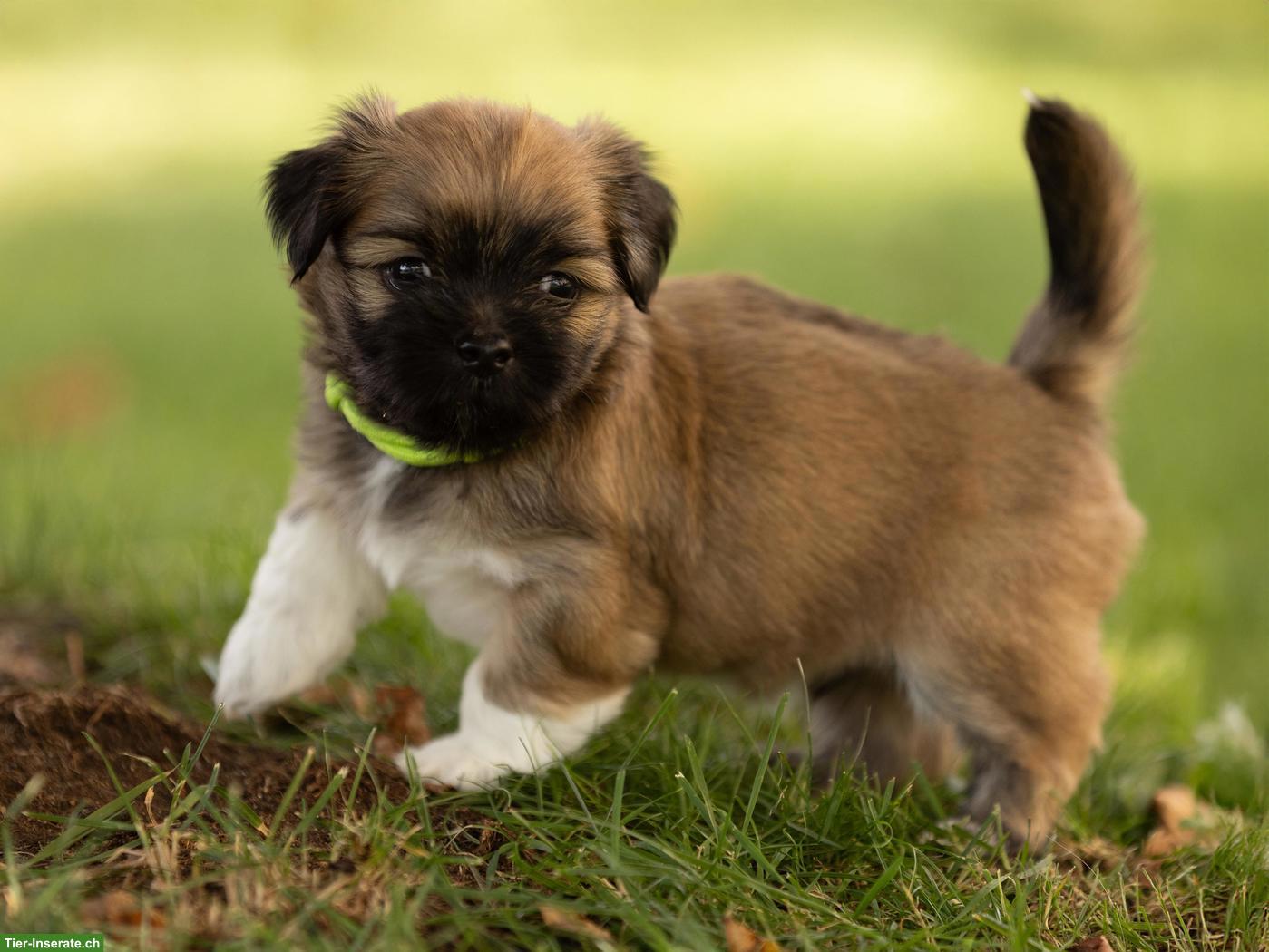 Bild 4: Lhasa Apso Welpen mit Ahnentafel
