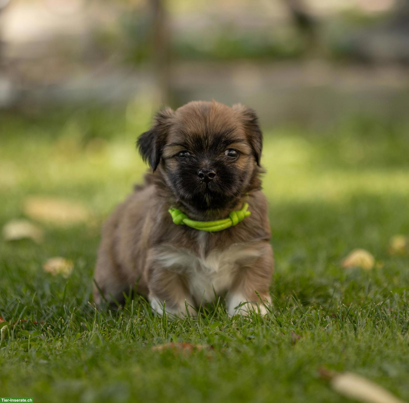 Bild 5: Lhasa Apso Welpen mit Ahnentafel