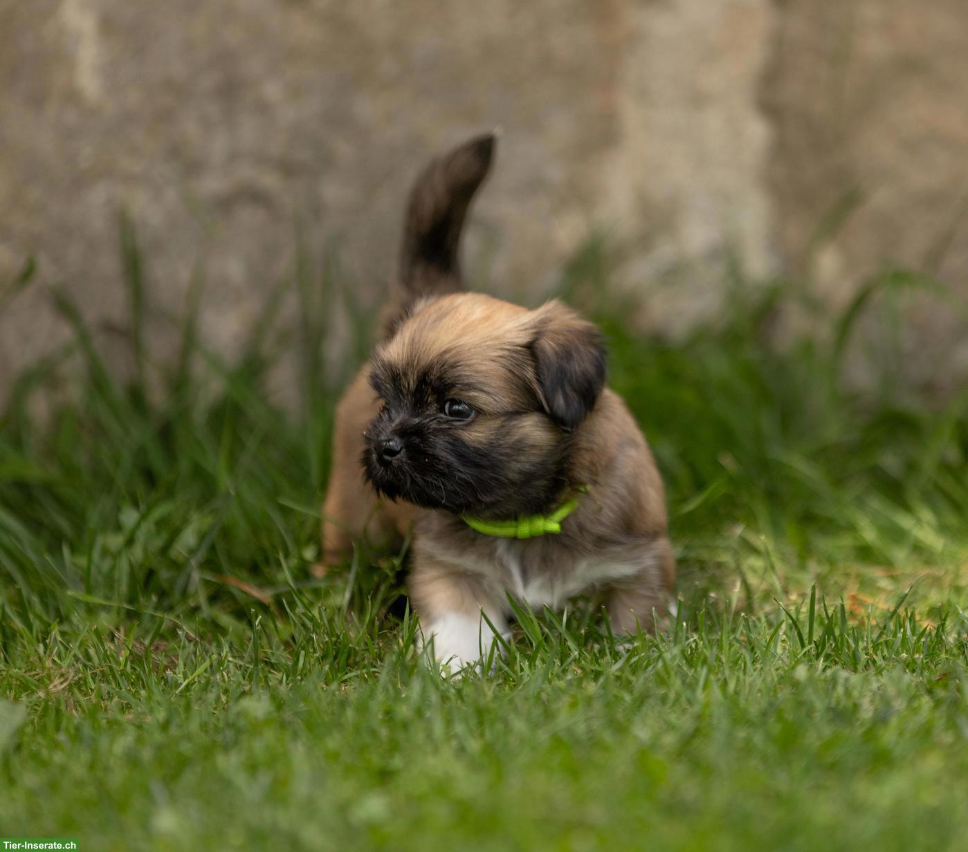 Bild 6: Lhasa Apso Welpen mit Ahnentafel