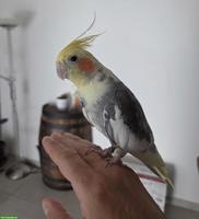 Nymphensittich Weibchen gesucht