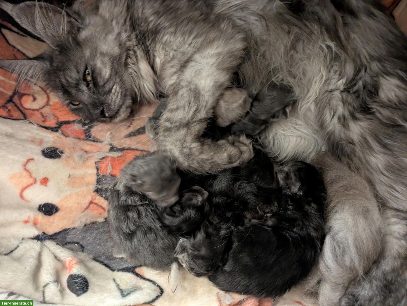 Reinrassige typvolle Maine Coon Kitten