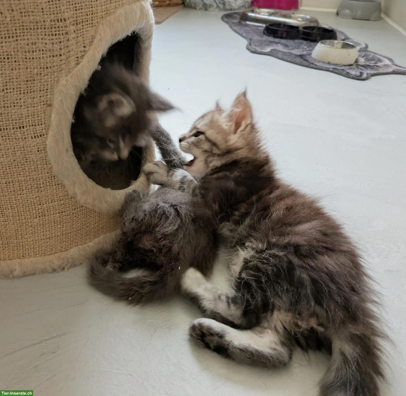 Bild 10: Reinrassige typvolle Maine Coon Kitten