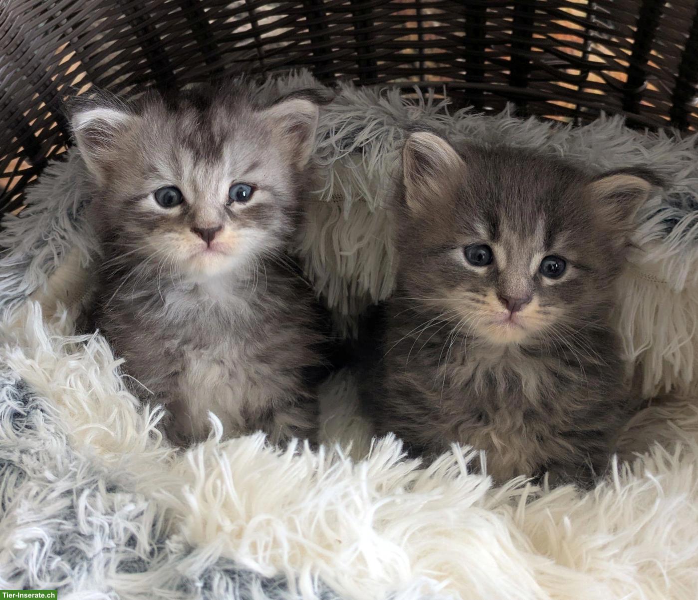 Bild 2: Reinrassige typvolle Maine Coon Kitten