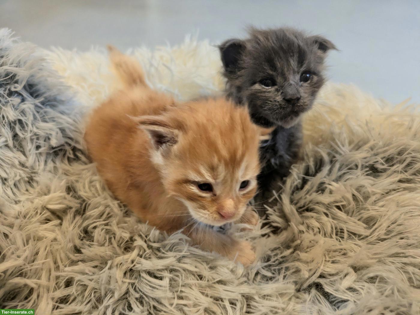 Bild 3: Reinrassige typvolle Maine Coon Kitten