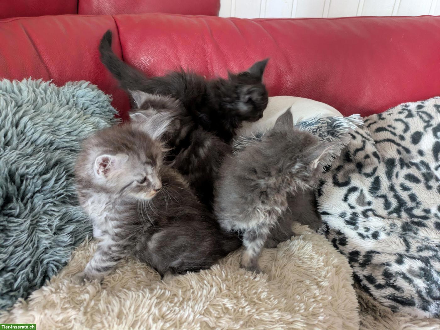 Bild 4: Reinrassige typvolle Maine Coon Kitten