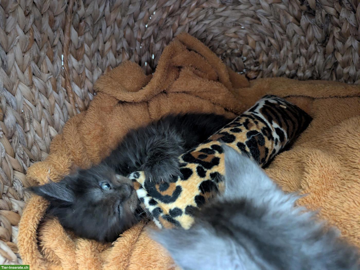 Bild 5: Reinrassige typvolle Maine Coon Kitten