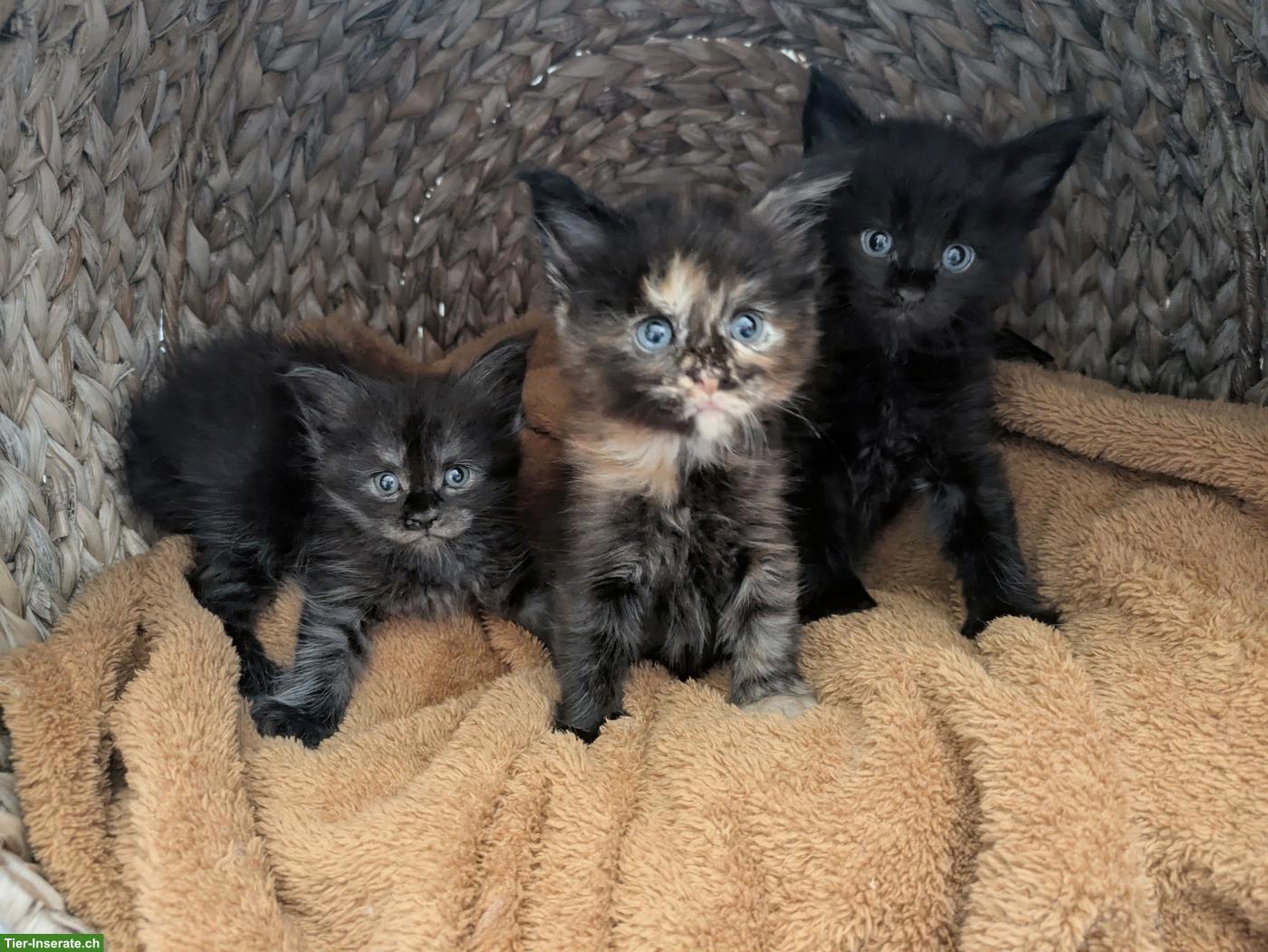 Bild 6: Reinrassige typvolle Maine Coon Kitten