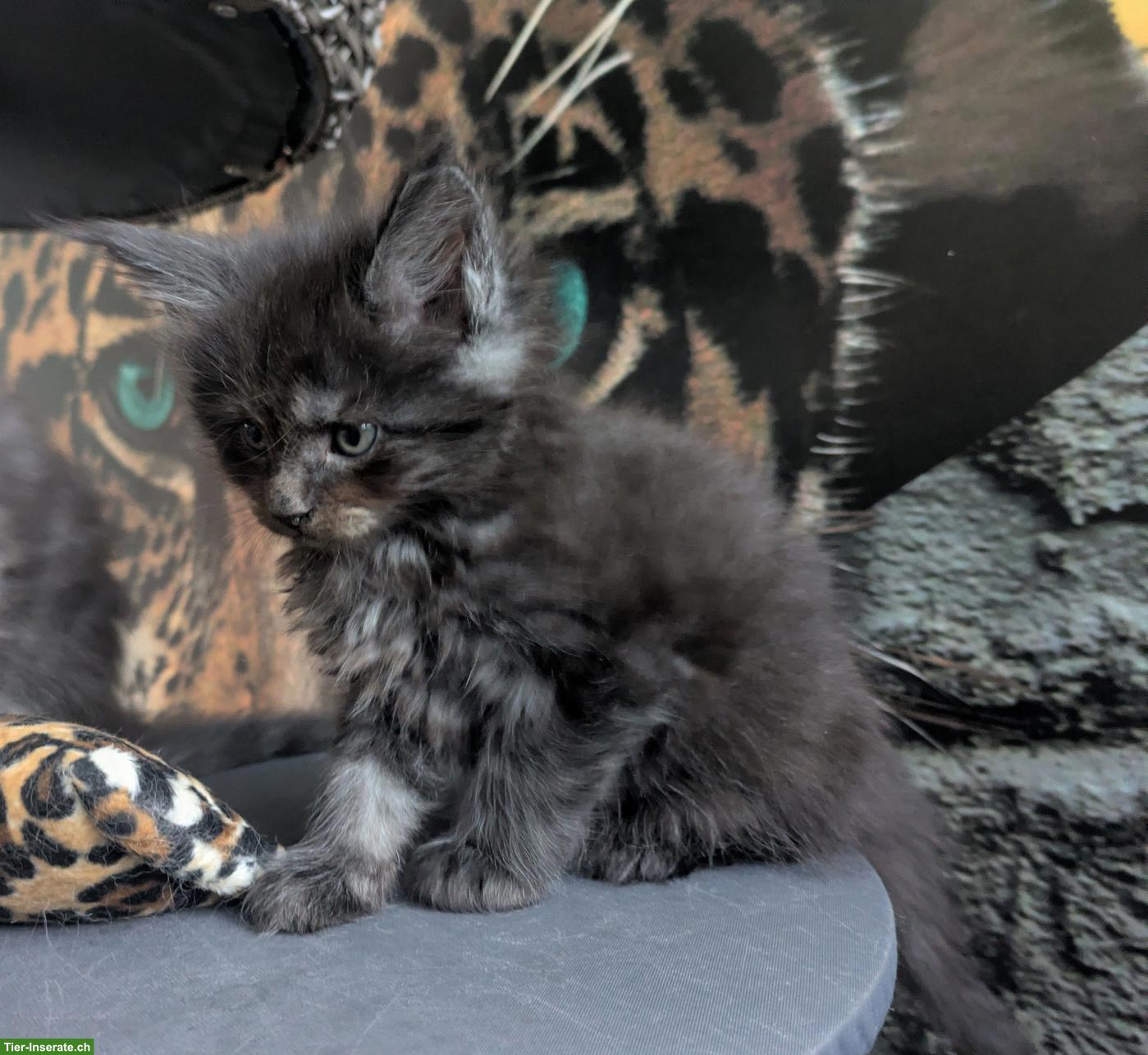 Bild 7: Reinrassige typvolle Maine Coon Kitten