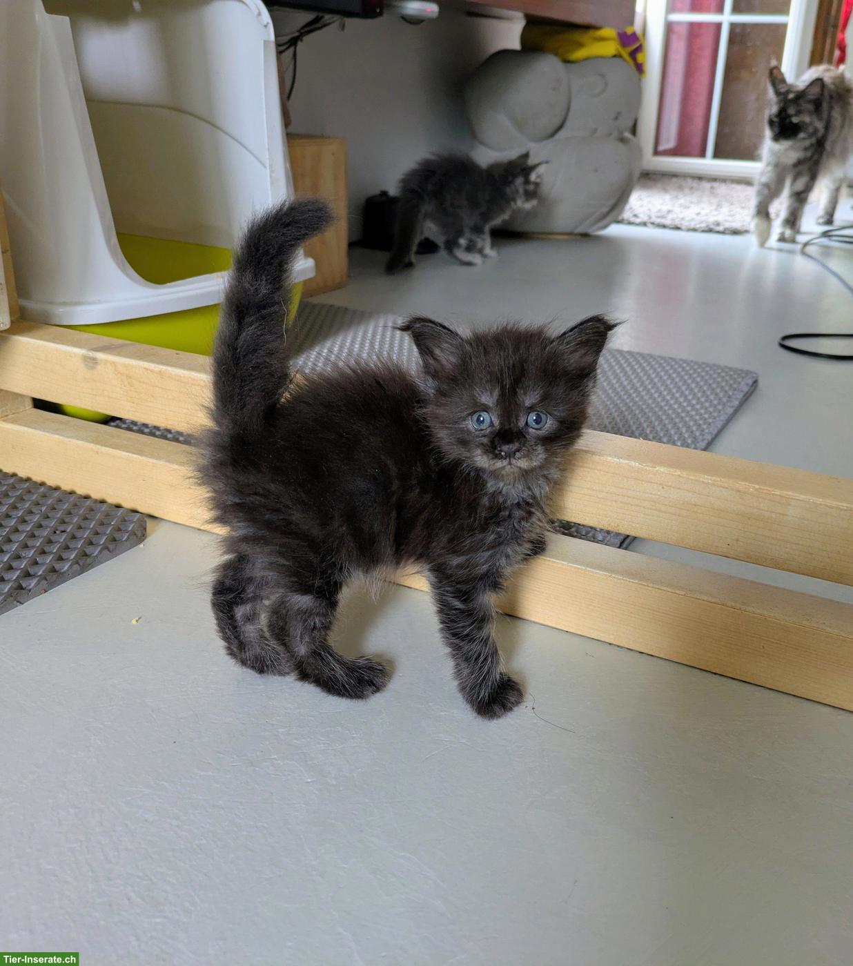 Bild 8: Reinrassige typvolle Maine Coon Kitten