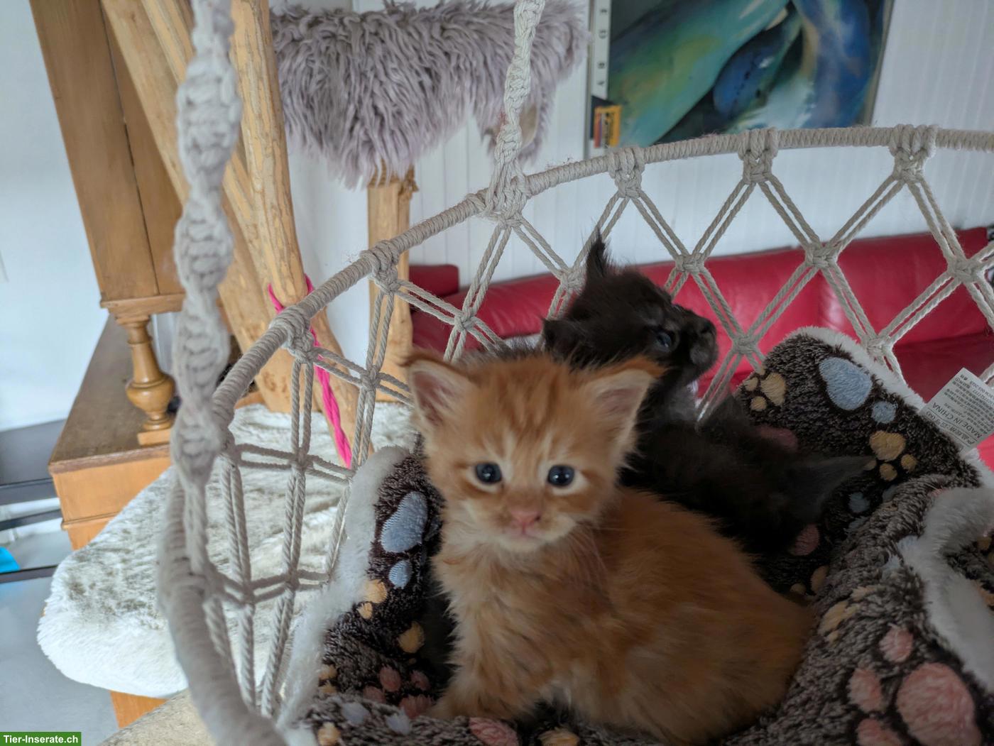 Bild 9: Reinrassige typvolle Maine Coon Kitten