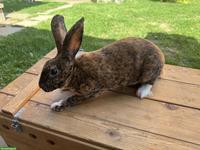 Schöne Rex Kaninchen zu verkaufen