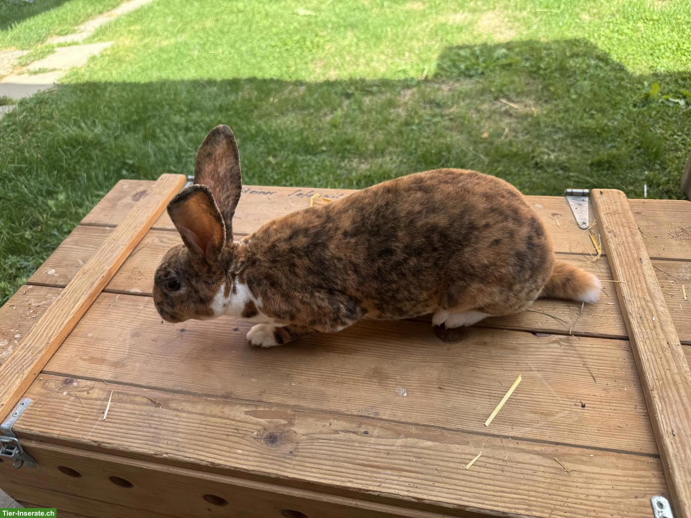 Bild 4: Schöne Rex Kaninchen zu verkaufen
