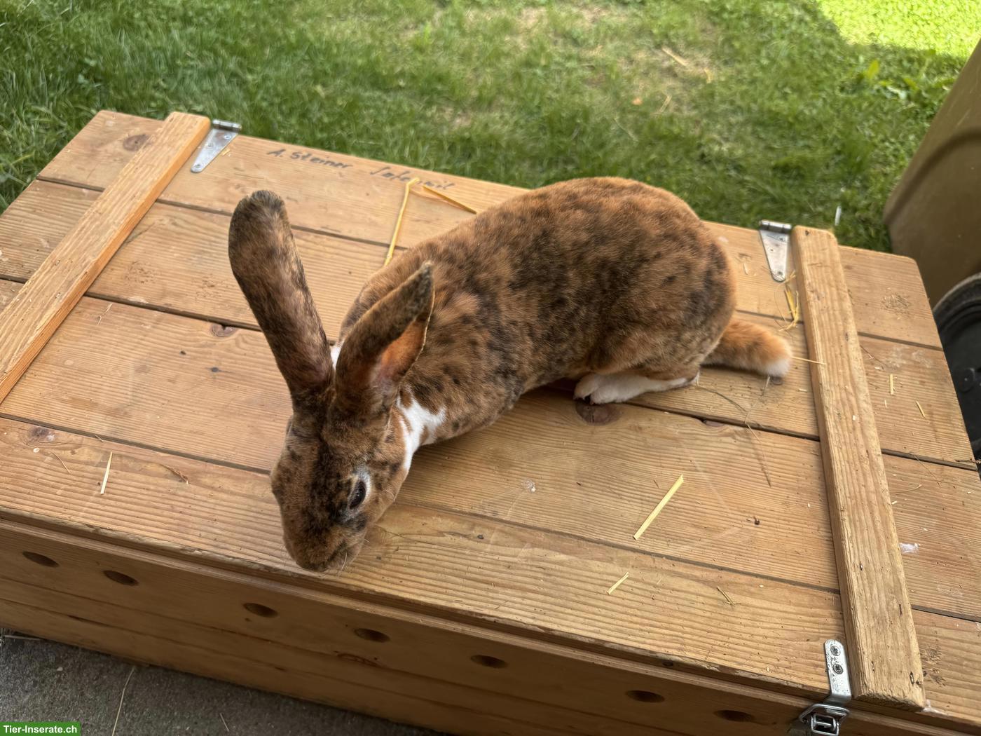 Bild 5: Schöne Rex Kaninchen zu verkaufen