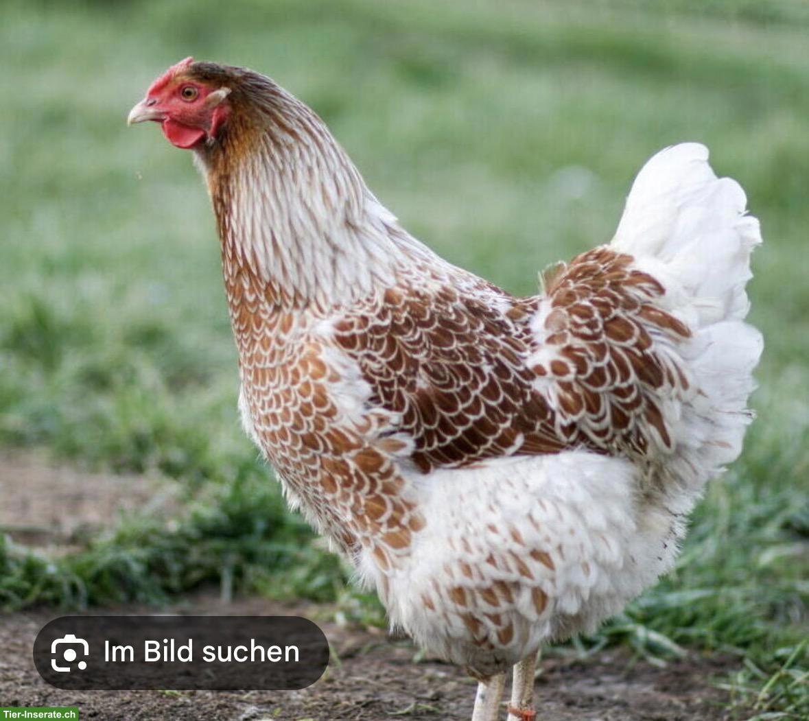 Bild 2: Küken & Legehennen zu verkaufen