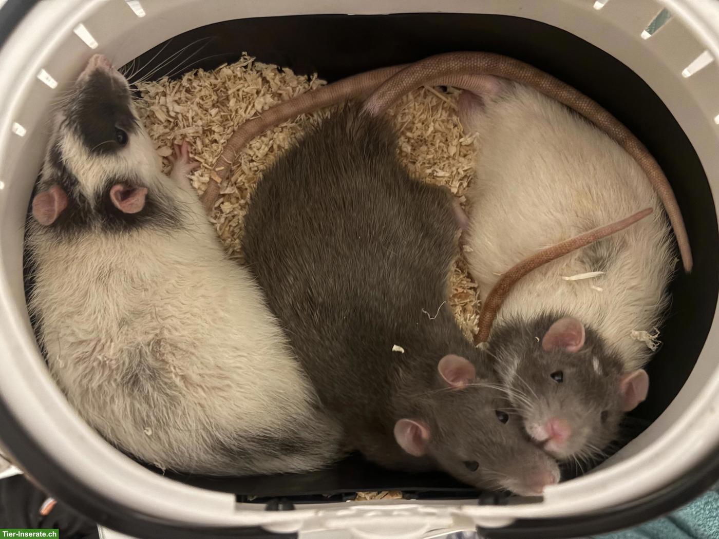 3 Ratten Männchen mit Käfig & Zubehör