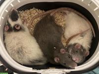 3 Ratten Männchen mit Käfig & Zubehör