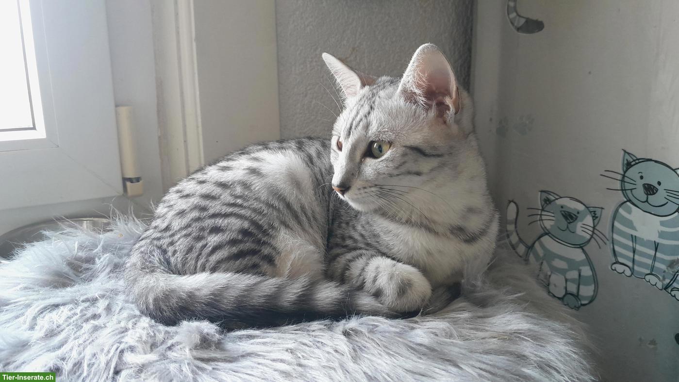 Junge Egyptian Mau Katze