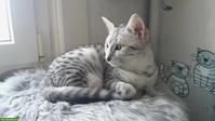 Junge Egyptian Mau Katze