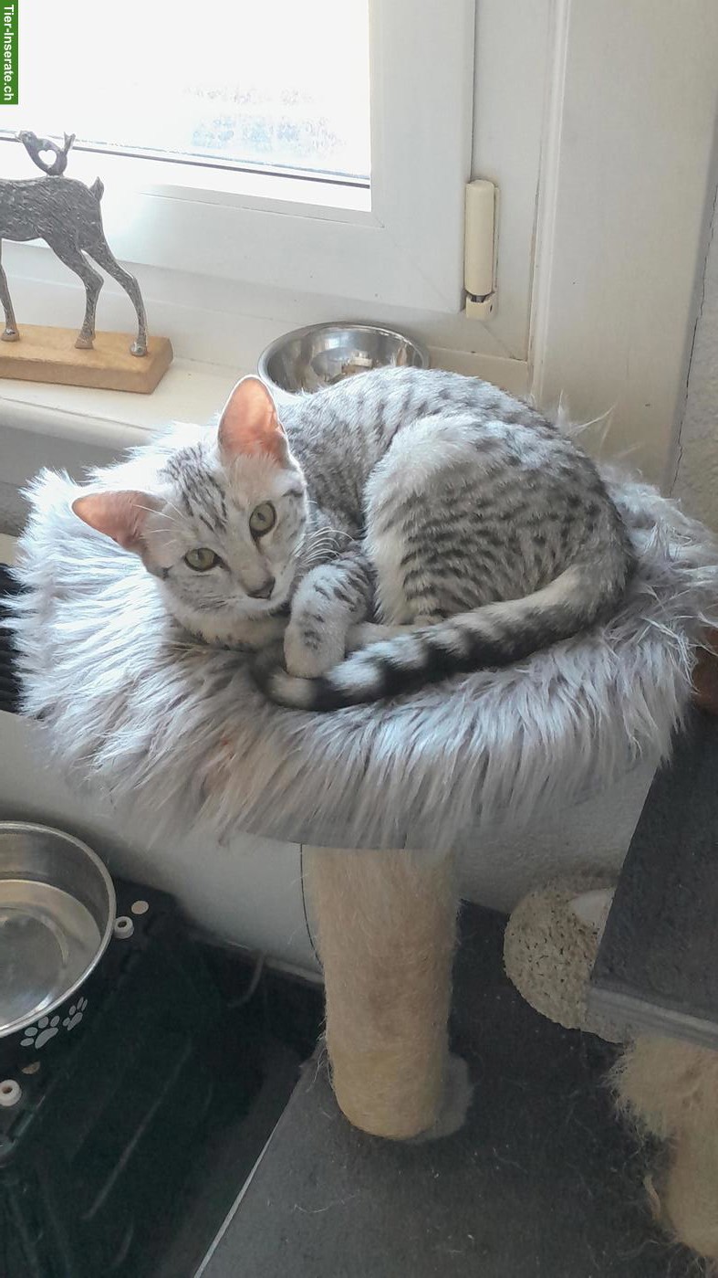 Bild 3: Junge Egyptian Mau Katze