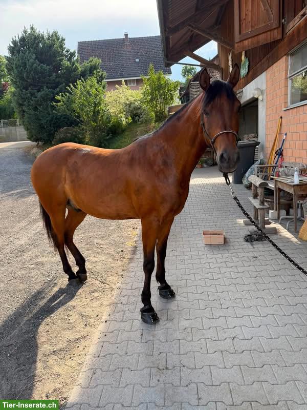 Bild 2: 5-jähriger Araber Berber Wallach sucht neues Zuhause