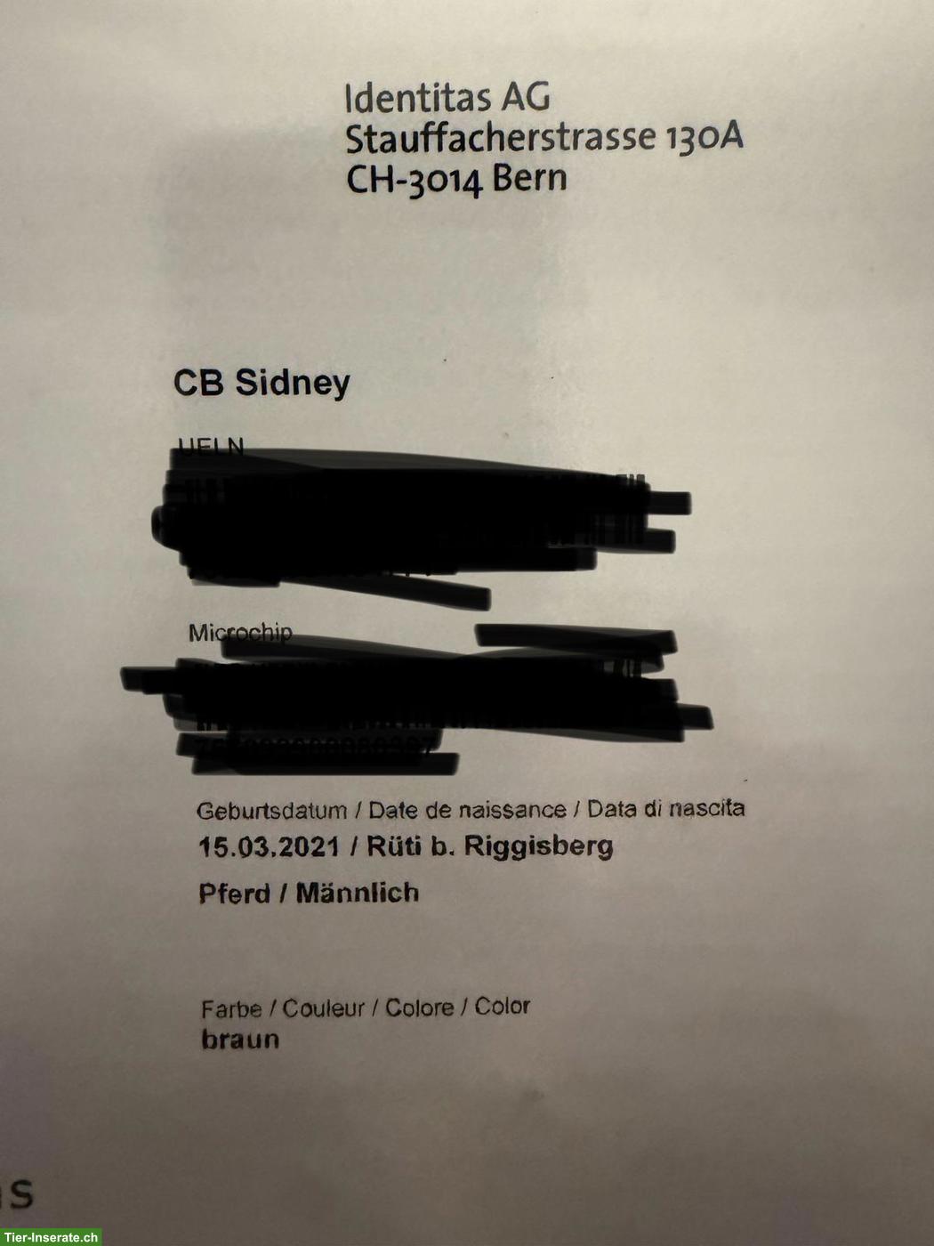 Bild 5: 5-jähriger Araber Berber Wallach sucht neues Zuhause
