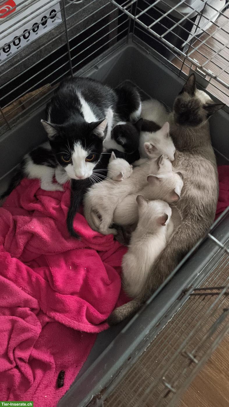 Siam Mix Kitten suchen neues Zuhause