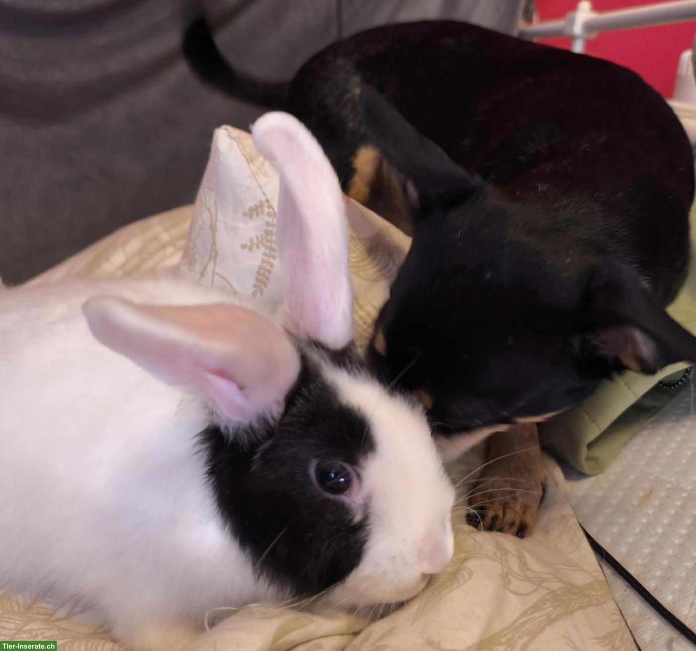 Hase sucht neues Zuhause