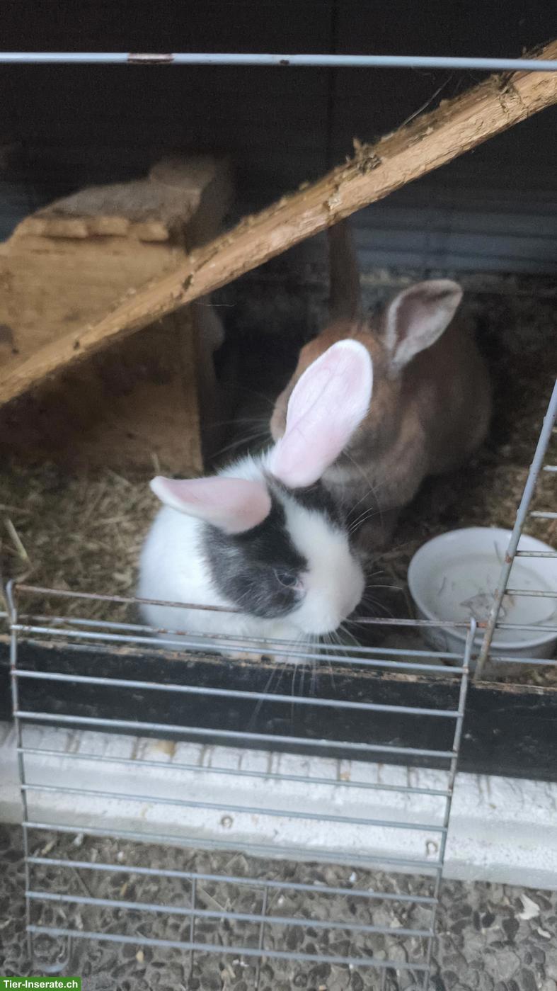 Bild 2: Hase sucht neues Zuhause