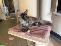 Reinrassiges Maine Coon Girl sucht neuen Wirkungskreis