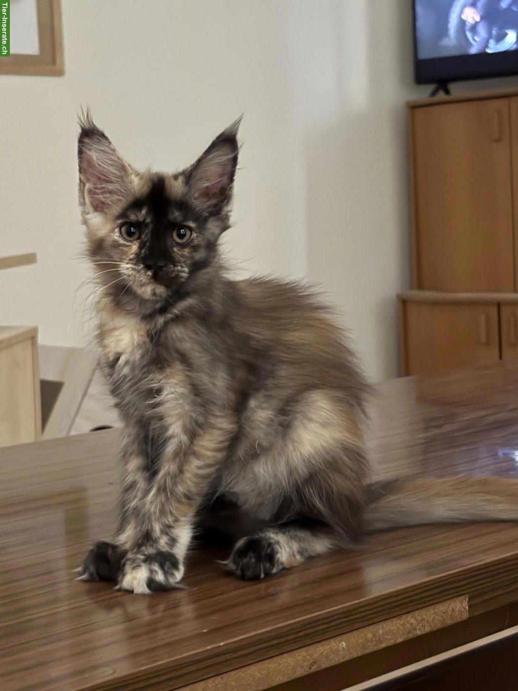Bild 2: Reinrassiges Maine Coon Girl sucht neuen Wirkungskreis