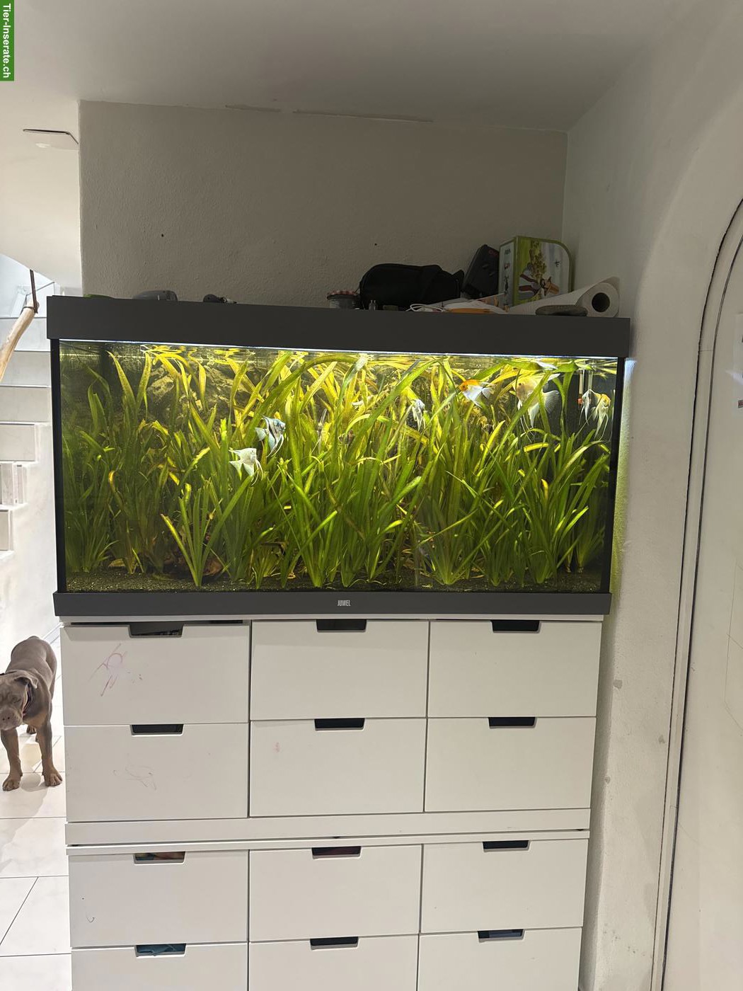 Juwel Aquarium 350L Grau inkl. Fischen/Bodenbewohner Aal