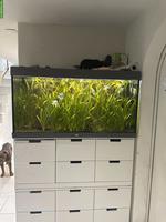 Juwel Aquarium 350L Grau inkl. Fischen/Bodenbewohner Aal