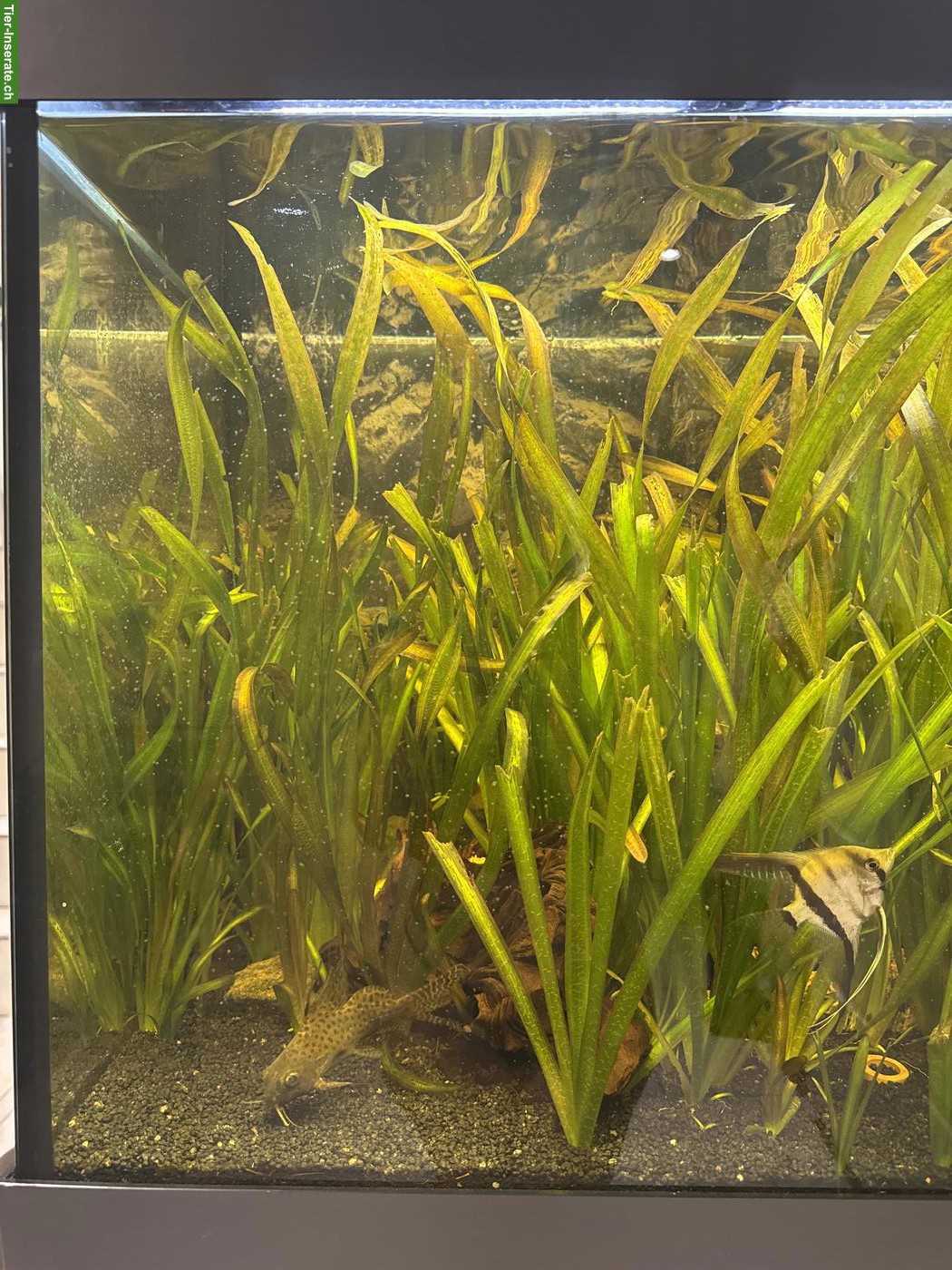 Bild 2: Juwel Aquarium 350L Grau inkl. Fischen/Bodenbewohner Aal