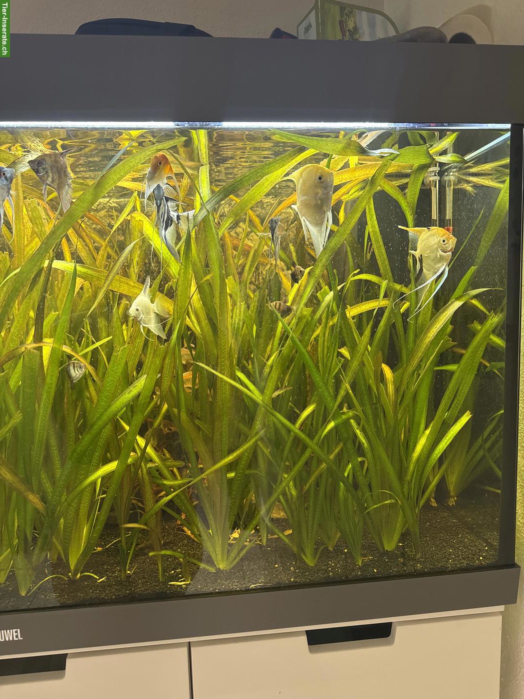 Bild 3: Juwel Aquarium 350L Grau inkl. Fischen/Bodenbewohner Aal