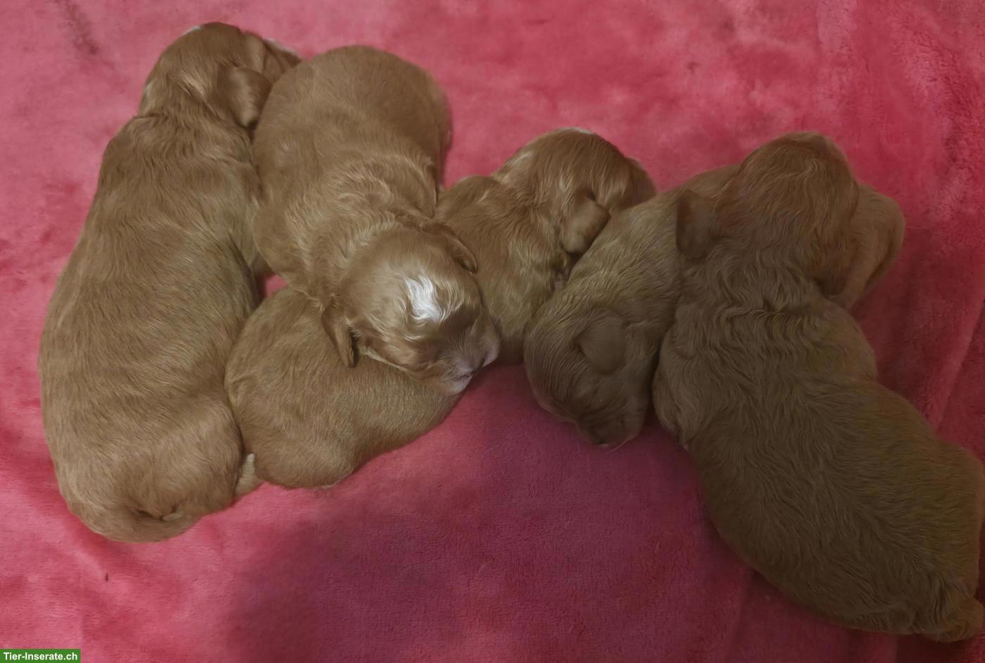 Bild 2: Wunderschöne Cavapoo Welpen