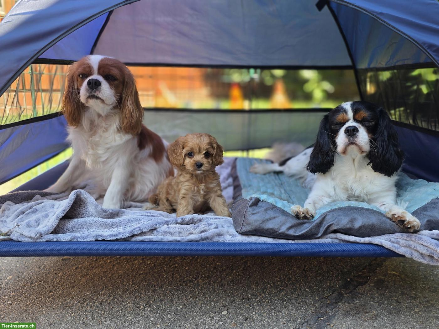 Bild 3: Wunderschöne Cavapoo Welpen