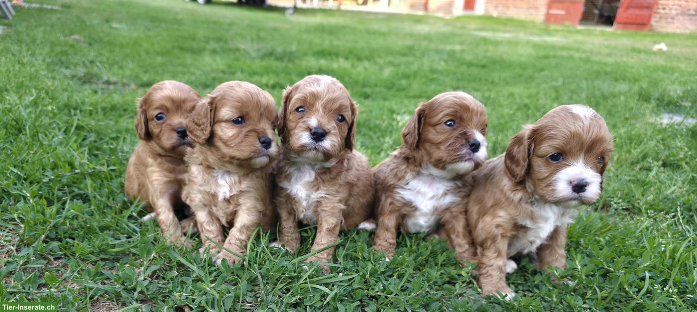 Bild 4: Wunderschöne Cavapoo Welpen