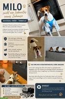 Jack Russell Terrier Milo sucht liebvolles neues Zuhause