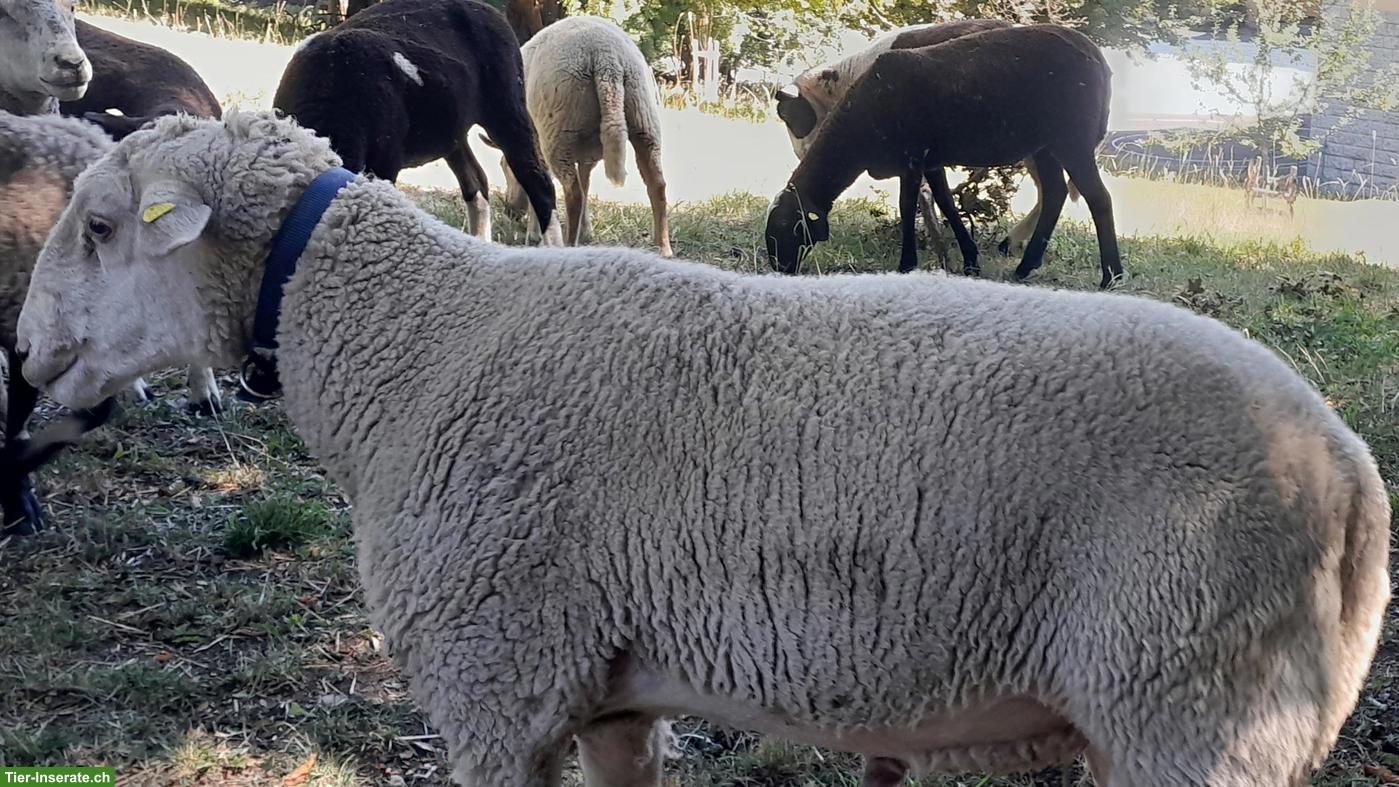 Spiegelschaf-Bock zu verkaufen