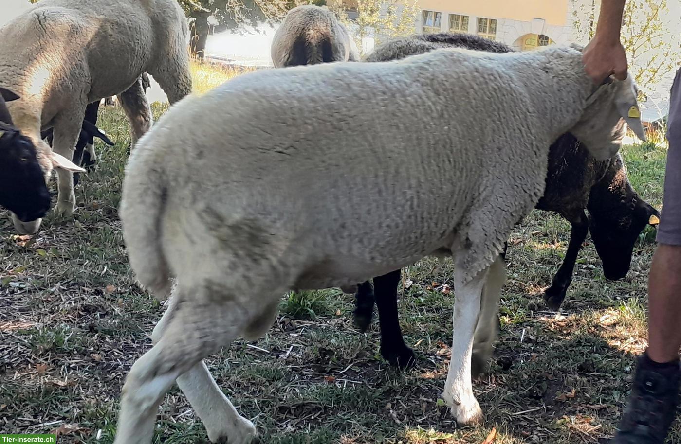 Bild 3: Spiegelschaf-Bock zu verkaufen