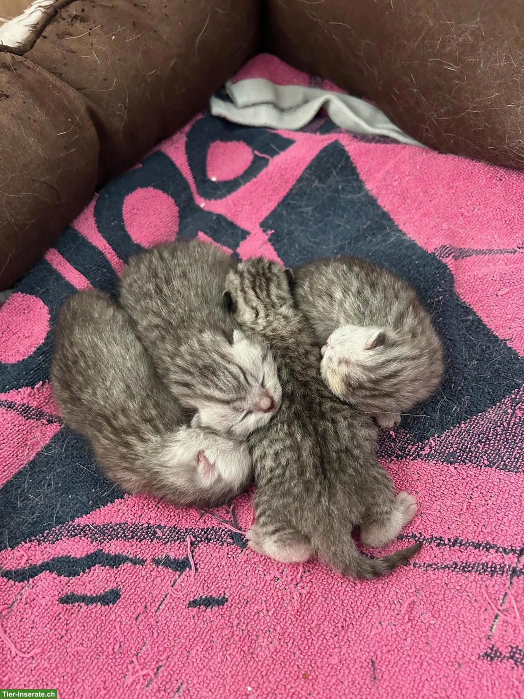Britisch Kurzhaar Kitten zu verkaufen