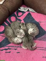 Britisch Kurzhaar Kitten zu verkaufen