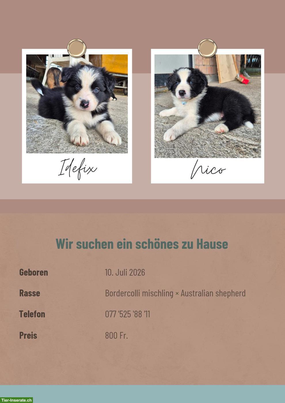 Border Collie x Aussie Mix Welpen suchen schönes Zuhause