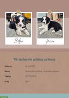 Border Collie x Aussie Mix Welpen suchen schönes Zuhause